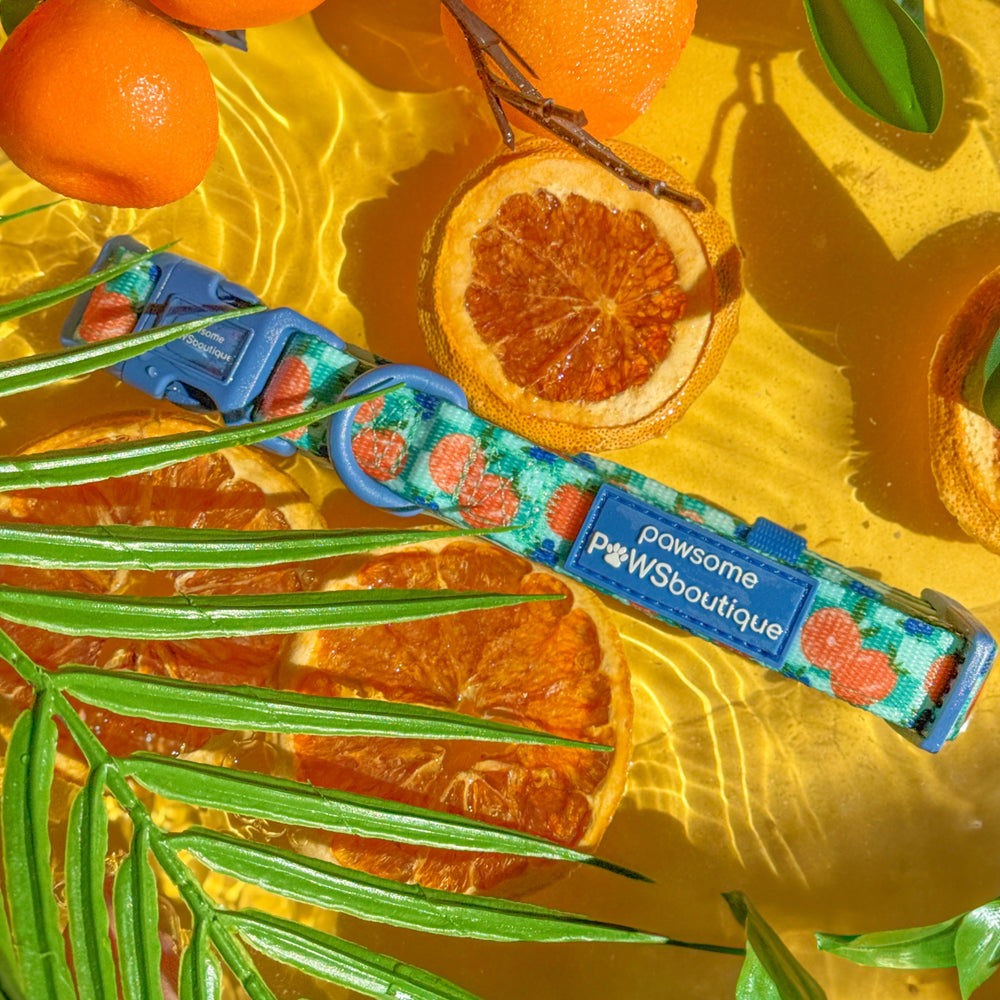 Collar - Fruit Punch