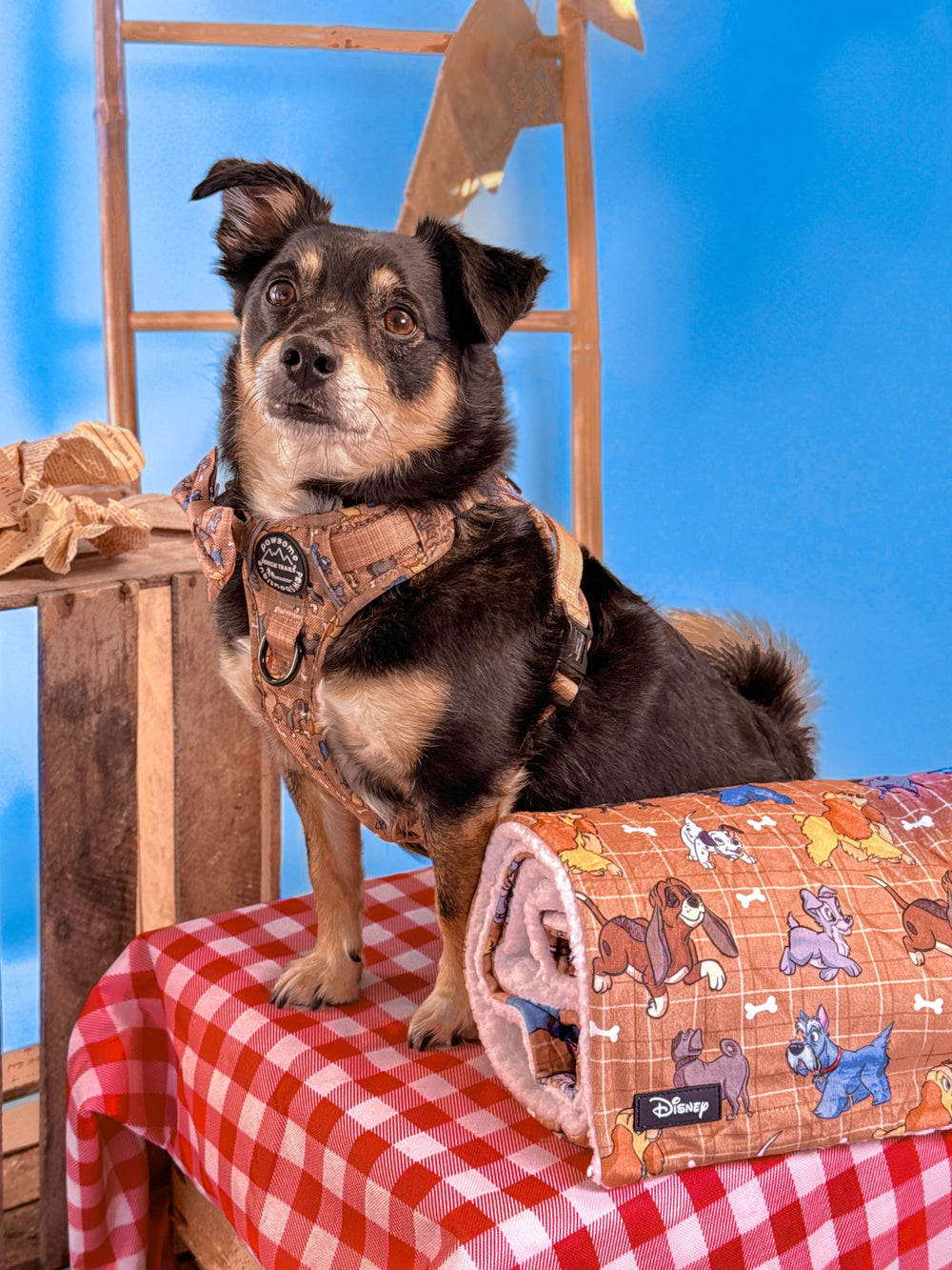 Disney© Dog Blanket - Disney Dogs