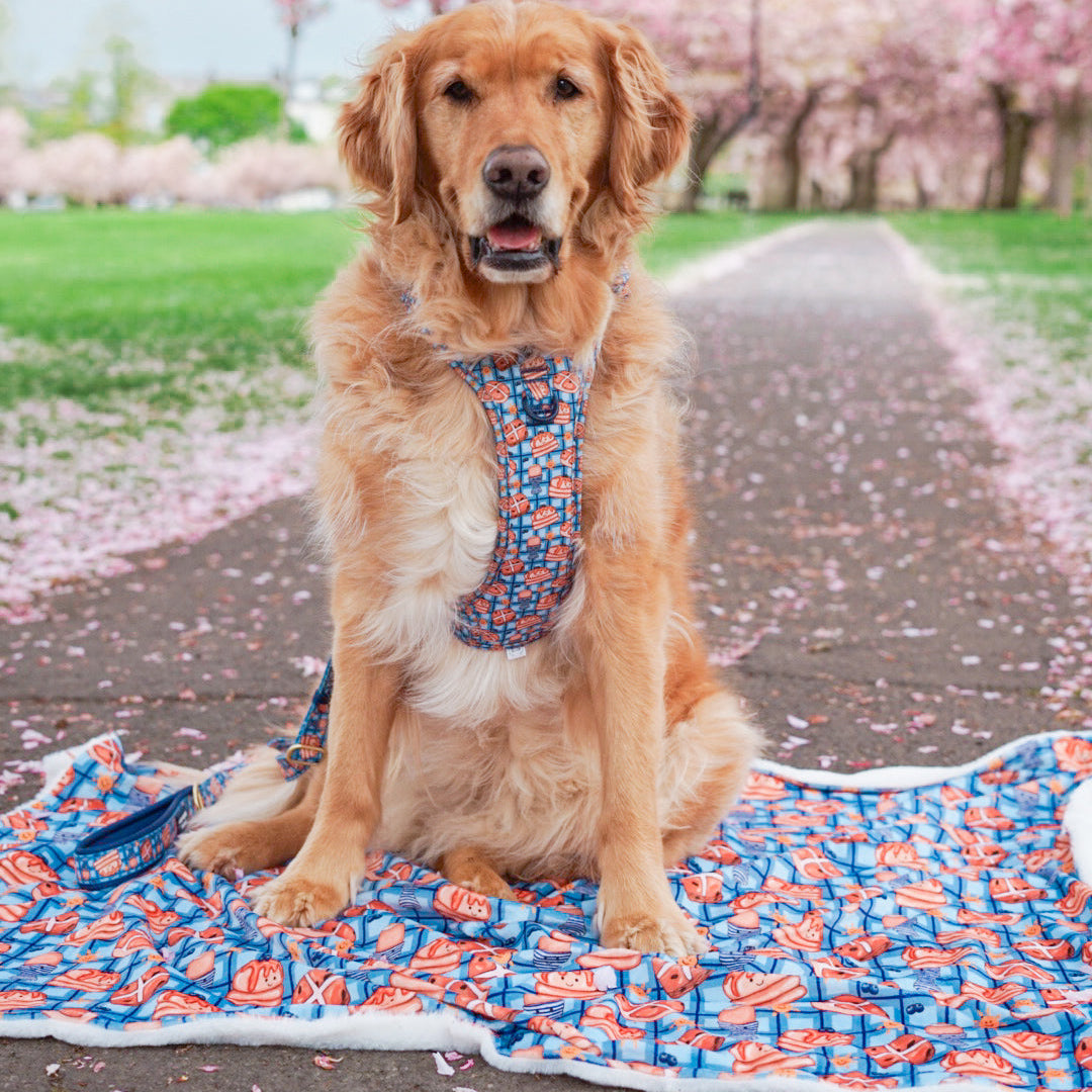Dog Blanket - Rise & Shine