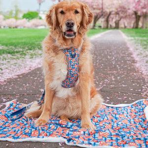 Dog Blanket - Rise & Shine