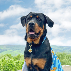 Disney© Collar/Lead Charm - Simba