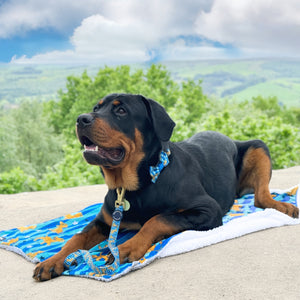 Disney© Dog Blanket - Simba