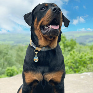 Disney© Collar/Lead Charm - Lion Friends