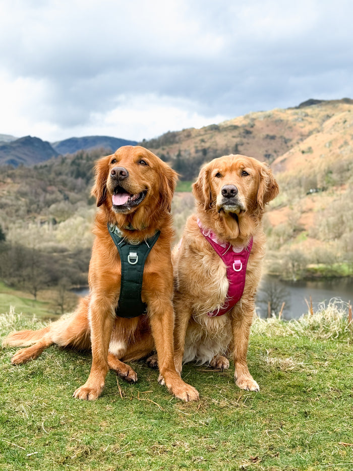 image-WALKIES READY