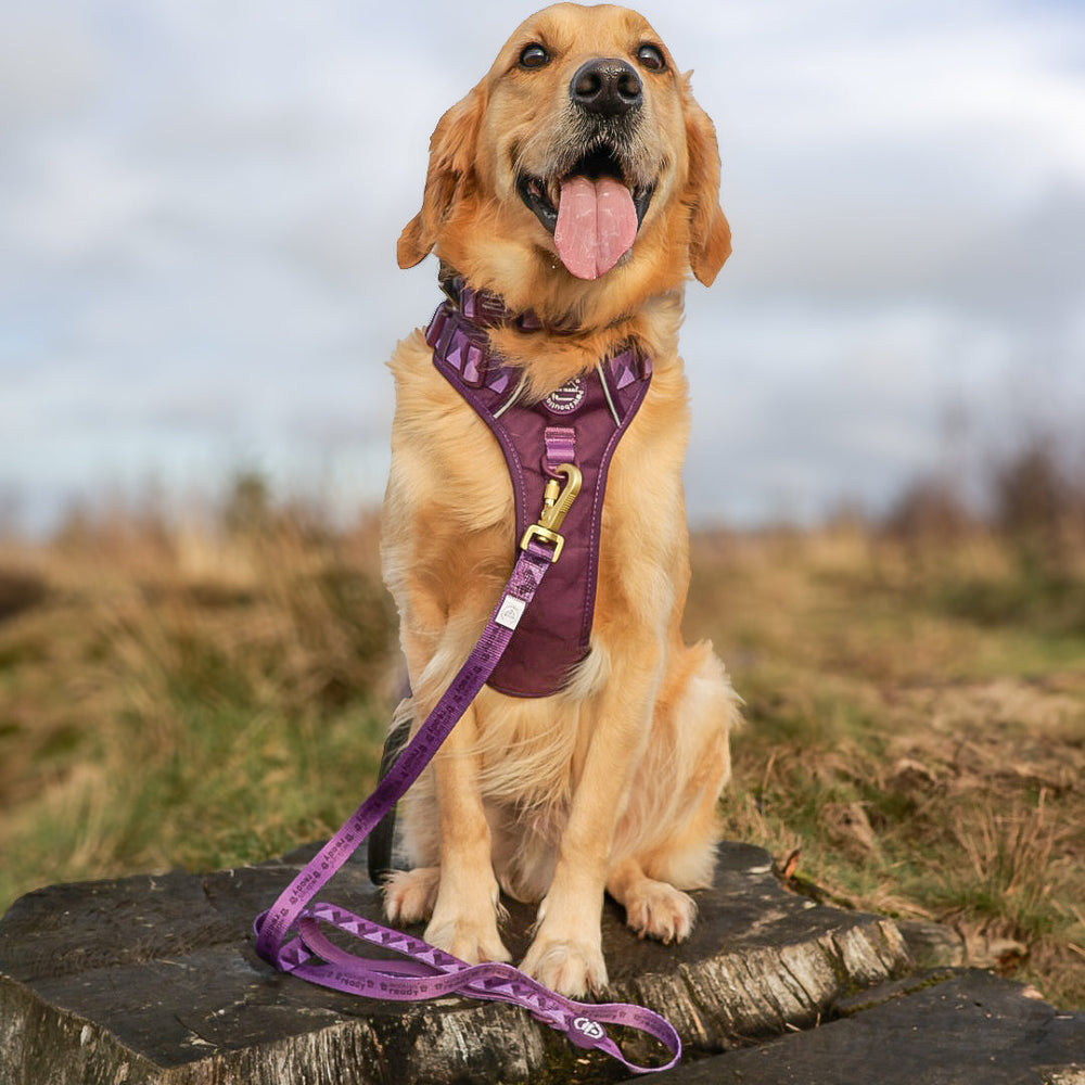 Lead - Walkies Ready® Plum