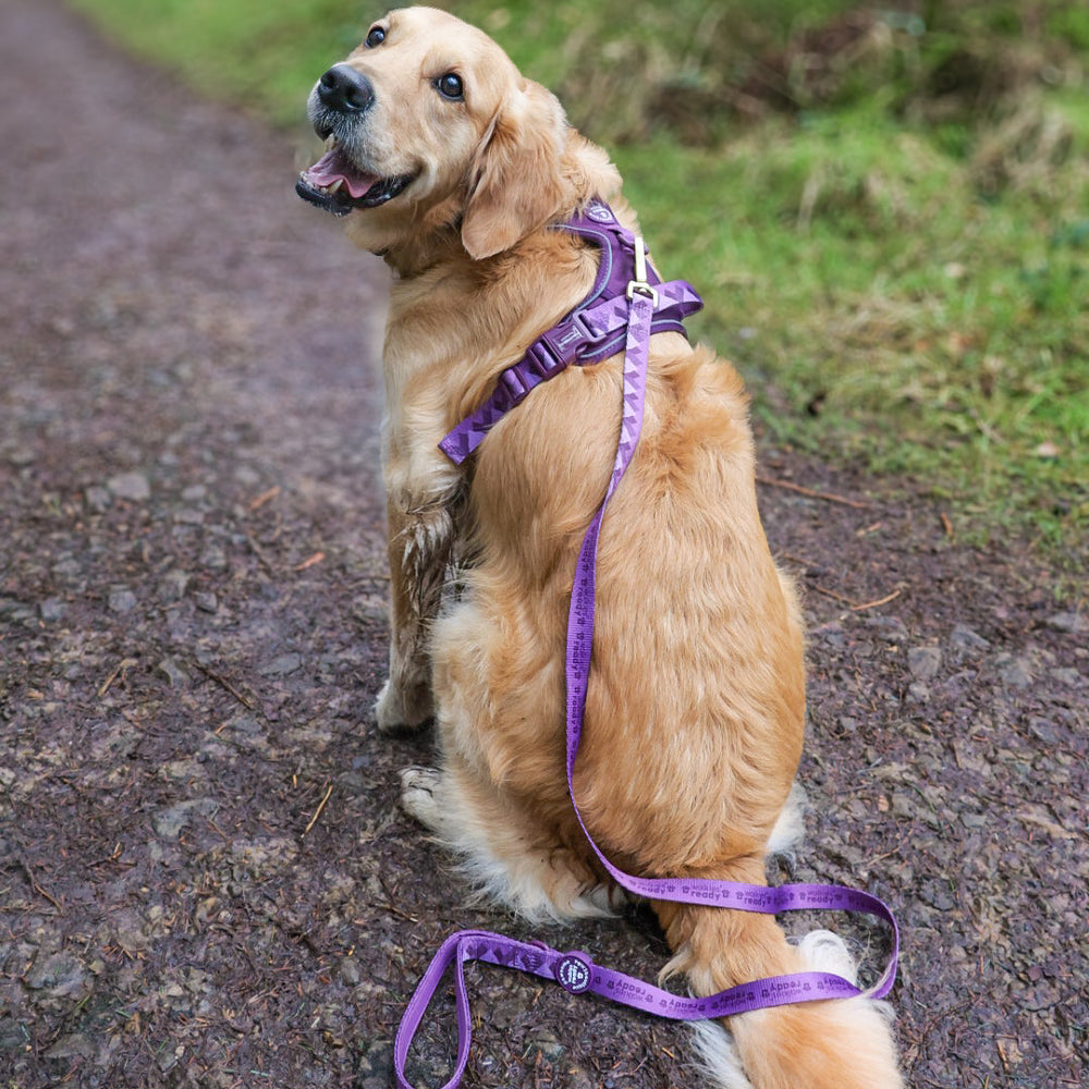 Lead - Walkies Ready® Plum