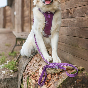 Lead - Walkies Ready® Plum