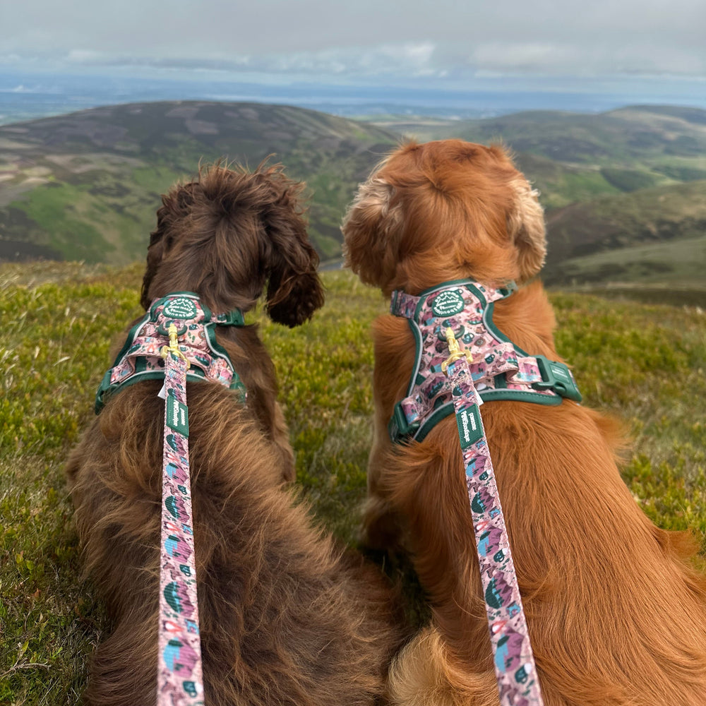 Lead - Adventure Awaits