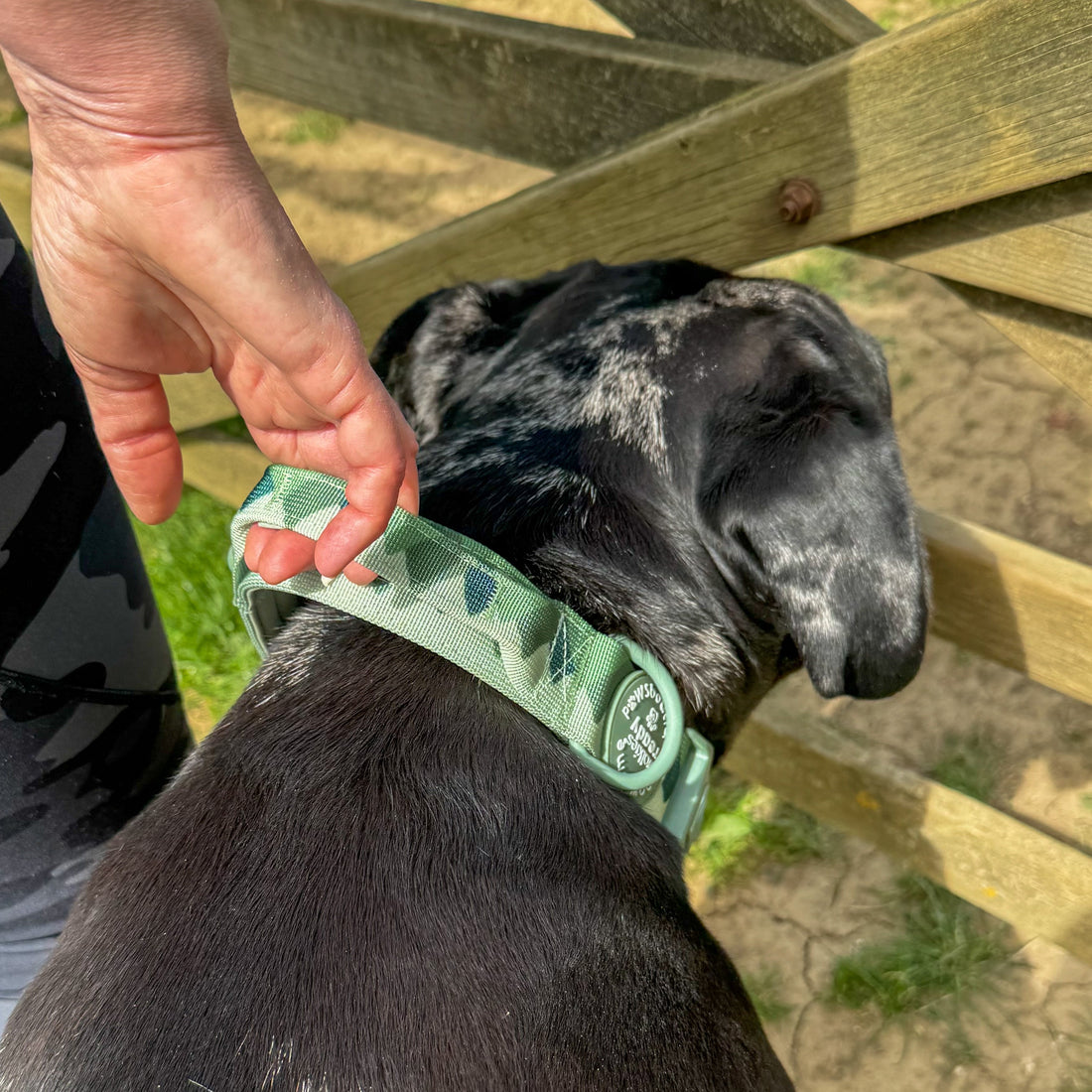 Adventure Collar - Forest Green (Size Large Only)