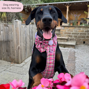 Tough Trails™ Harness -  Tweed Sunset