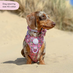 Collar - Tweed Sunset