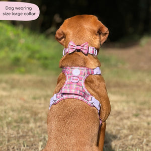 Collar - Tweed Sunset