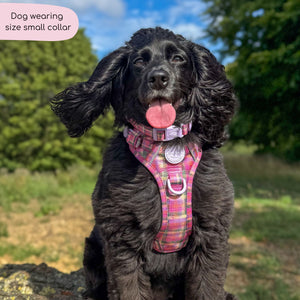 Collar - Tweed Sunset