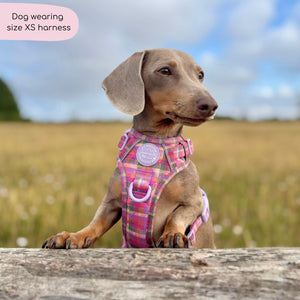 Tough Trails™ Harness -  Tweed Sunset