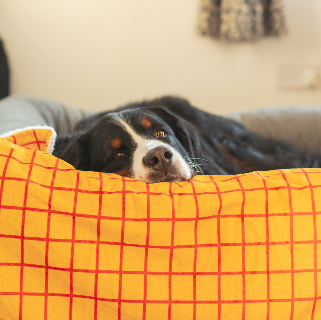 Disney© Dog Blanket - Woody