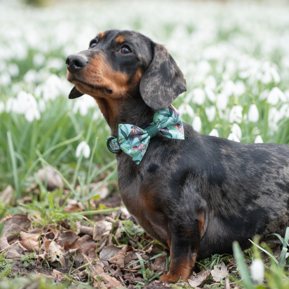 Disney© Bow Tie - Jungle Book