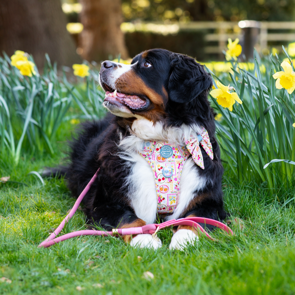 4ft Rope Lead - Pretty Pink