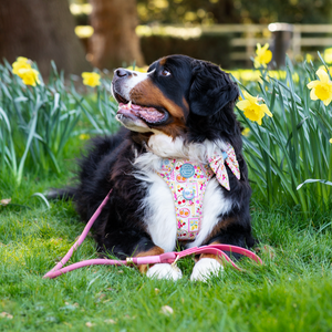 4ft Rope Lead - Pretty Pink