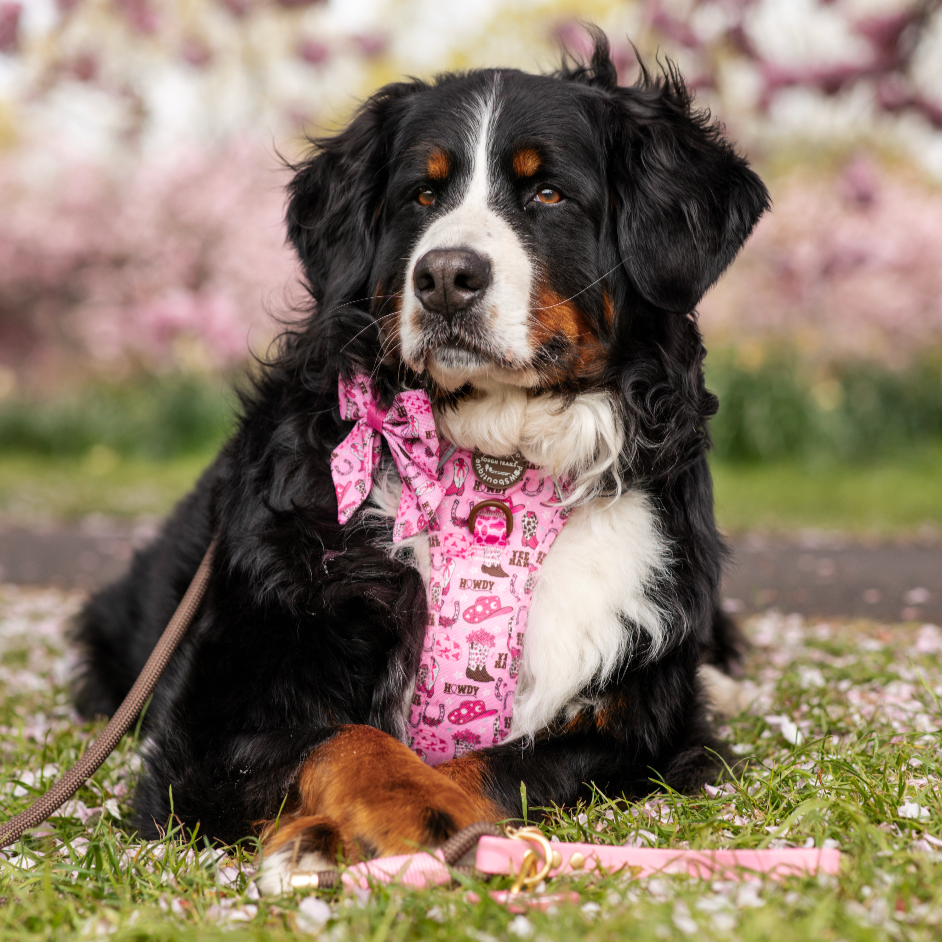 Sailor Bow Tie - Cowgirl