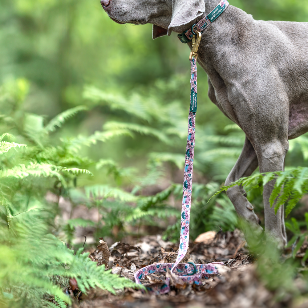 Lead - Adventure Awaits