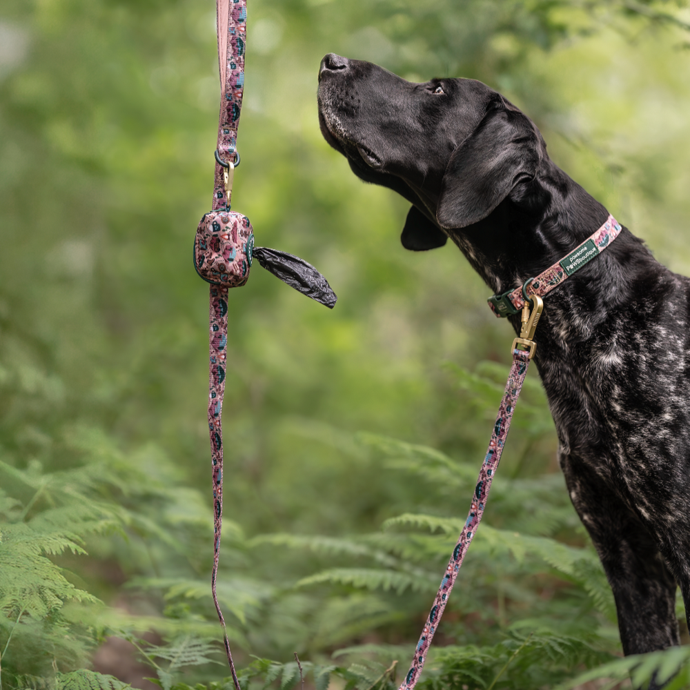 Lead - Adventure Awaits