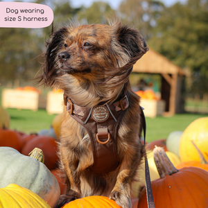 Tough Trails™ Harness - Walkies Ready® Chocolate Brown