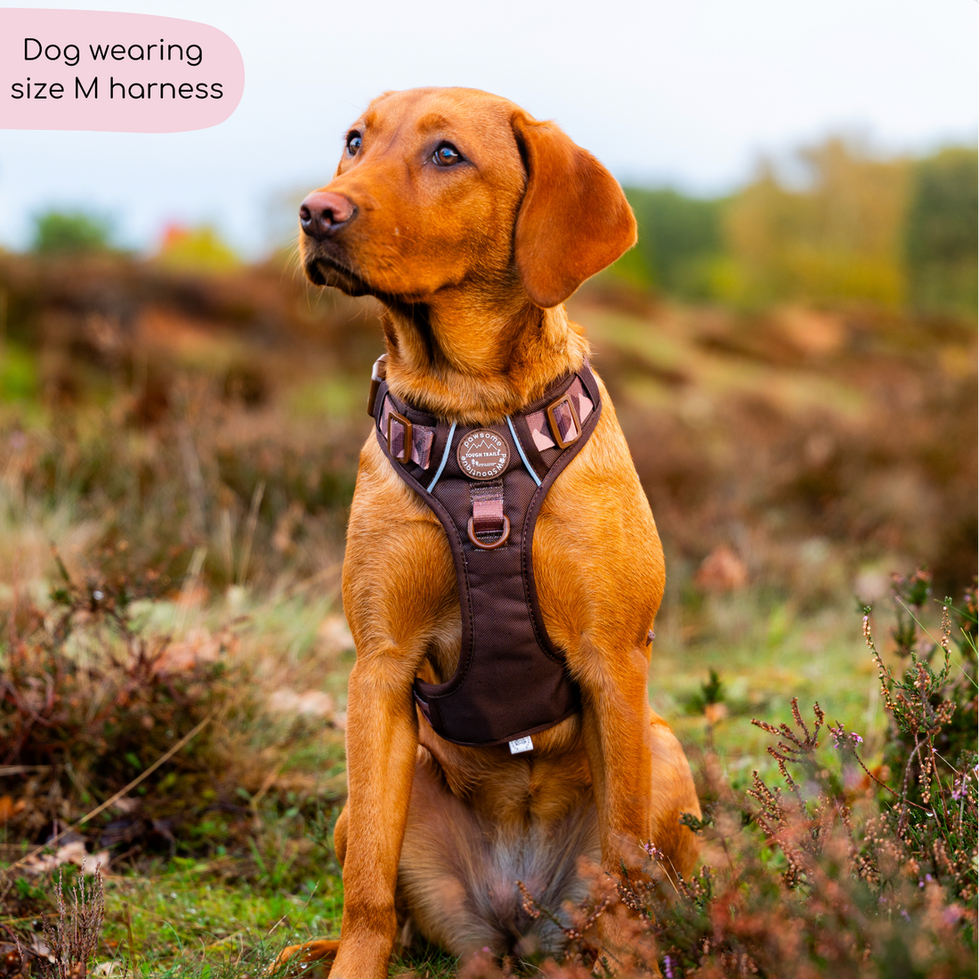 Tough Trails™ Harness - Walkies Ready® Chocolate Brown