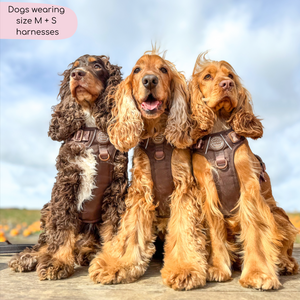 Tough Trails™ Harness - Walkies Ready® Chocolate Brown