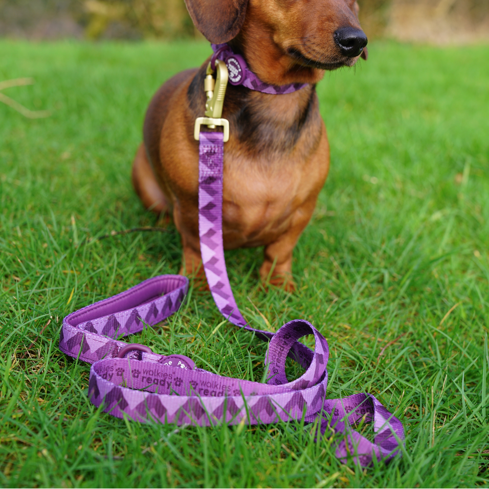 Lead - Walkies Ready® Plum