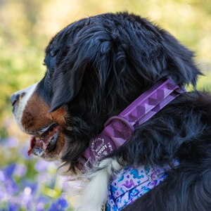 Adventure Collar - Plum (Size Large Only)