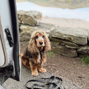 5m Waterproof Long Line Lead - Walkies Ready® Black