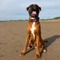 Adventure Collar - Plum (Size Large Only)
