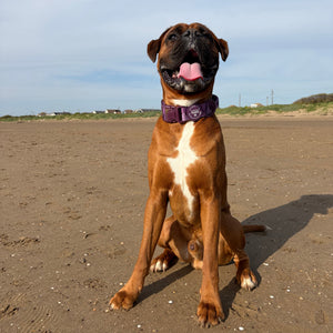 Adventure Collar - Plum (Size Large Only)