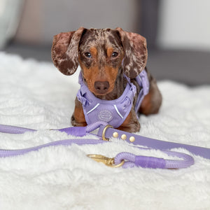 4ft Rope Lead - Walkies Ready® Lavender Lilac