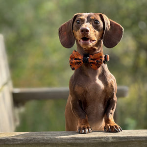 Disney© Bow Tie - Halloween