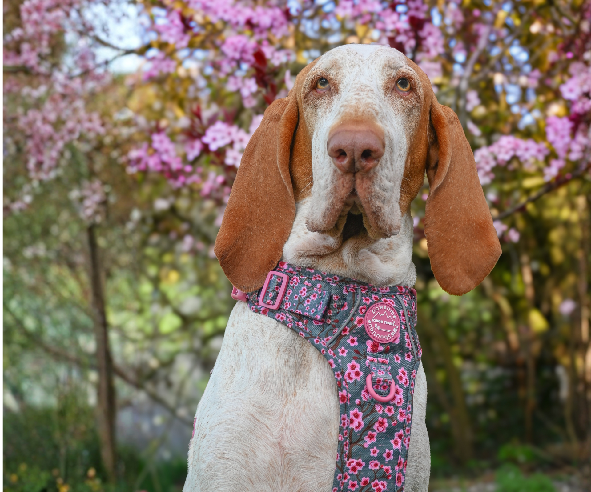 Cherry Blossom-image