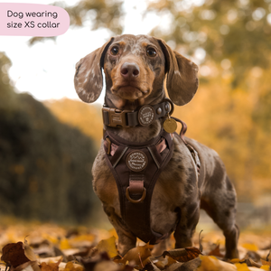 Waterproof Collar - Walkies Ready® Chocolate Brown
