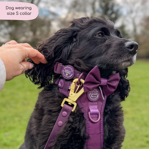 Waterproof Collar - Walkies Ready® Plum