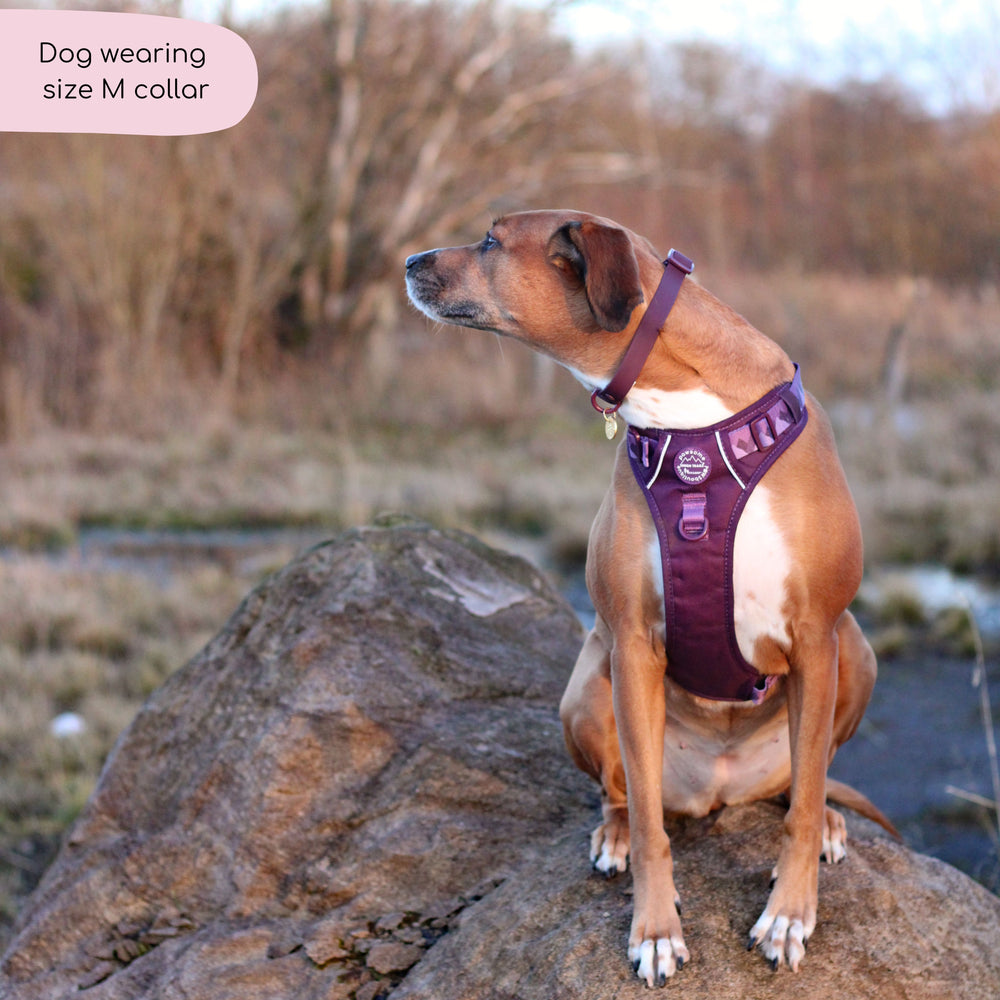 Waterproof Collar - Walkies Ready® Plum