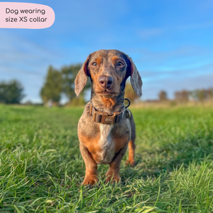 Waterproof Collar - Walkies Ready® Chocolate Brown