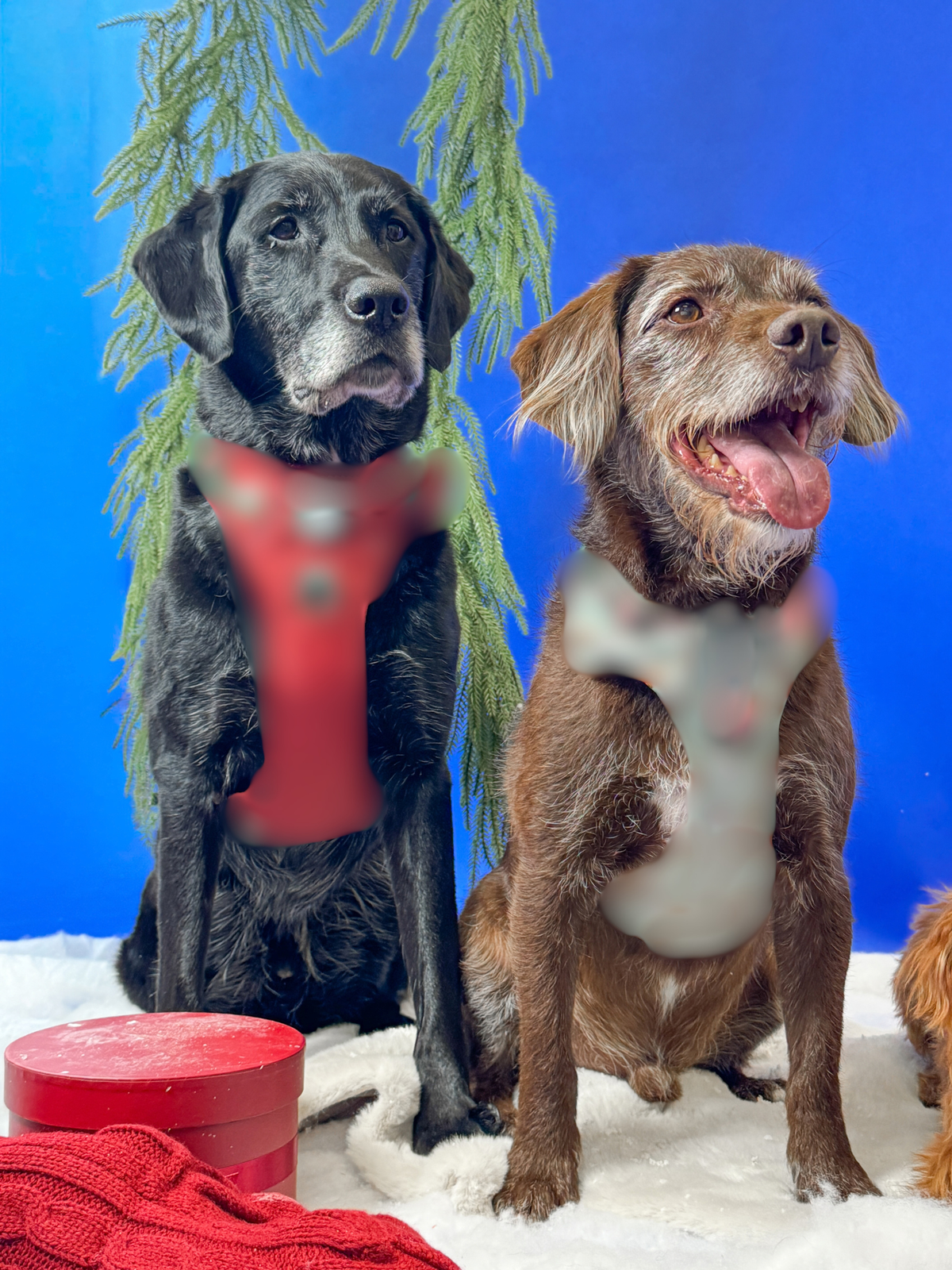 Something festive is coming… 🐾🎄