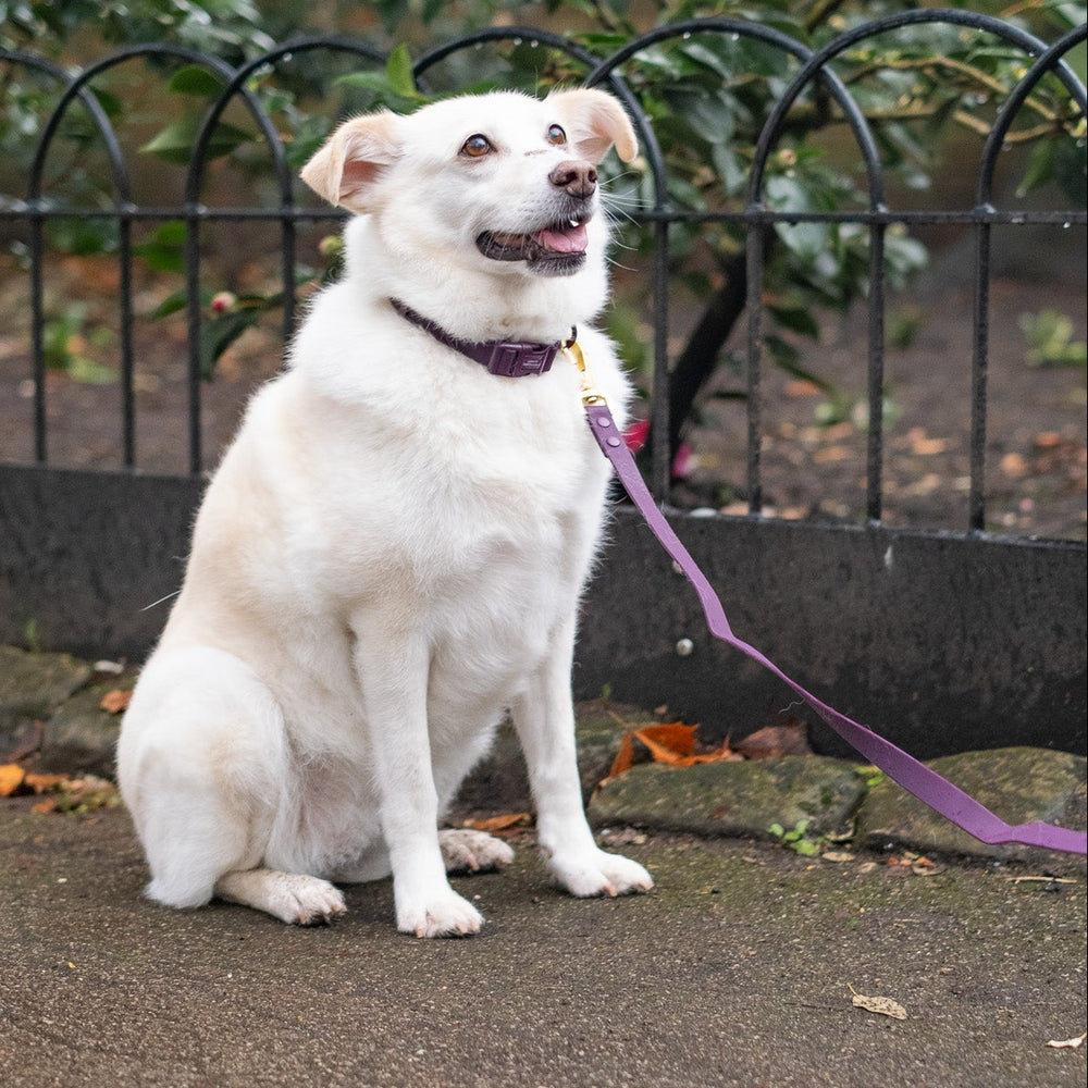 4ft Waterproof Lead - Walkies Ready® Plum