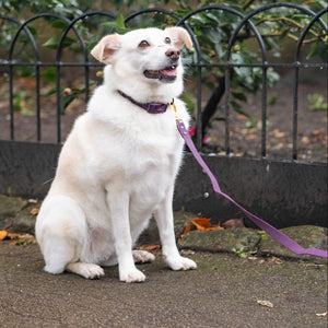 4ft Waterproof Lead - Walkies Ready® Plum