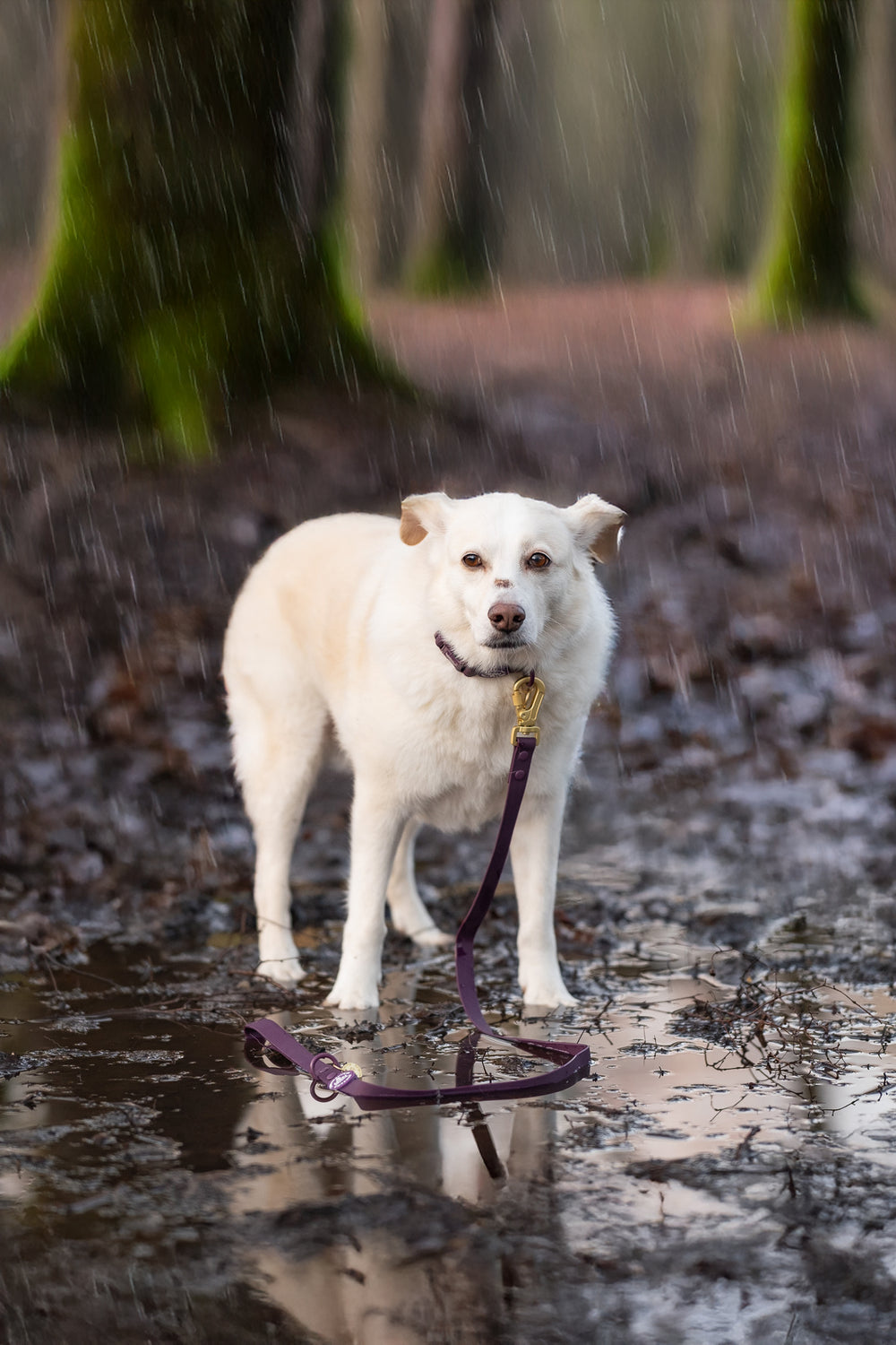 4ft Waterproof Lead - Walkies Ready® Plum