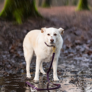 4ft Waterproof Lead - Walkies Ready® Plum