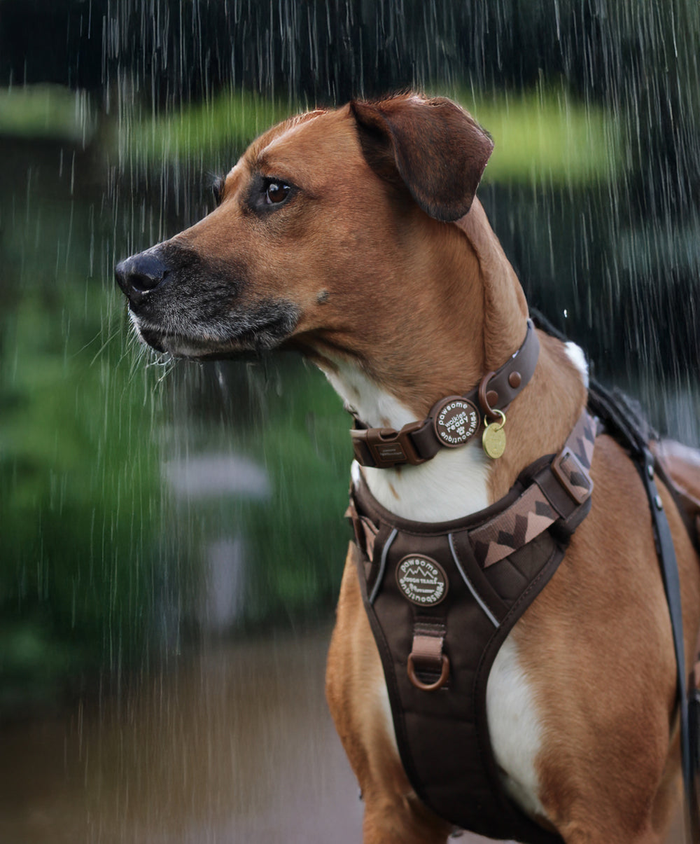Waterproof Collar - Walkies Ready® Chocolate Brown