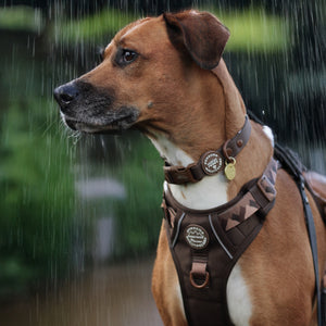 Waterproof Collar - Walkies Ready® Chocolate Brown