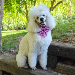 Sailor Bow Tie - Cowgirl