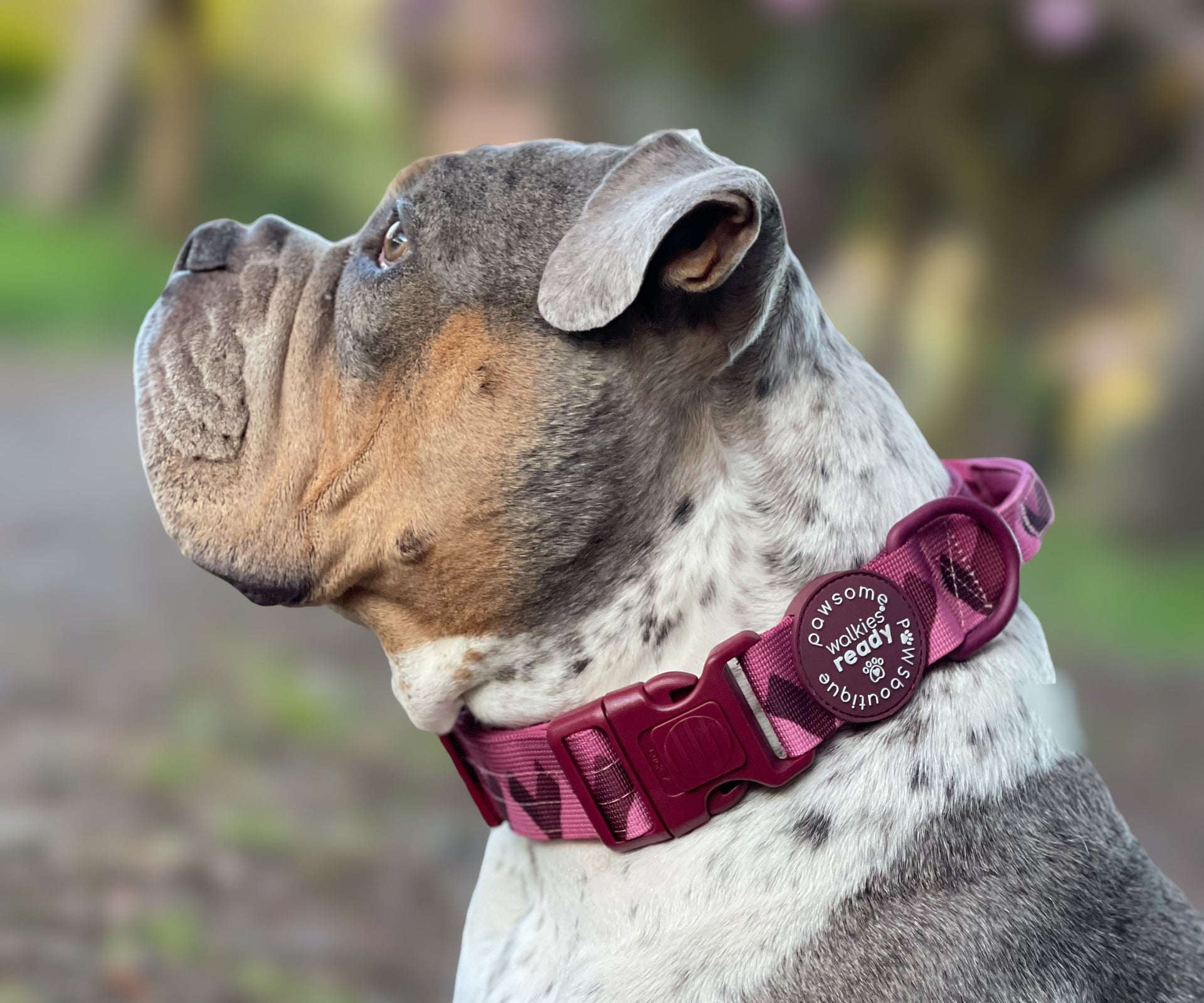 ADVENTURE COLLARS-image