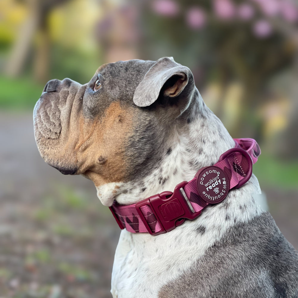 Adventure Collar - Mulberry (Size Large Only)